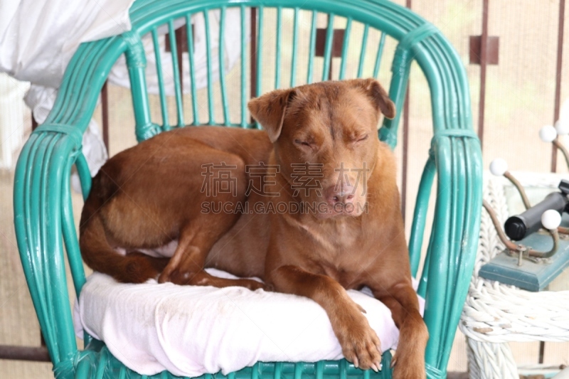 椅子,柳条,绿色,特写,austalian kelpie,纯种犬,舒服,肖像,动物耳朵,狗