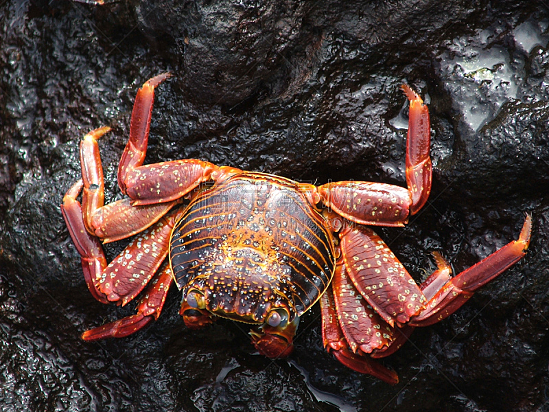 sally lightfoot crab,螃蟹,海岸线,河岸,水平画幅,无人,甲壳动物,海产,海洋生命,户外