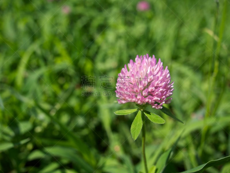 三叶草芽,留白,水平画幅,绿色,枝繁叶茂,无人,红羽毛三叶草,日本,东亚,夏天