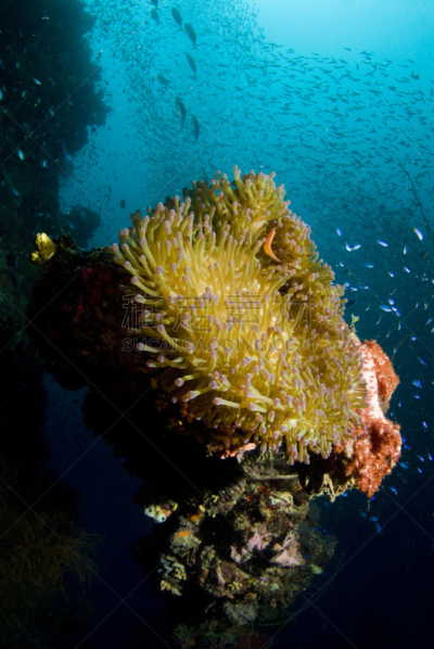 海葵,chuuk,软珊瑚,凹陷的,鱼群,密克罗尼西亚,海洋生命,环境,野生动物,礁石