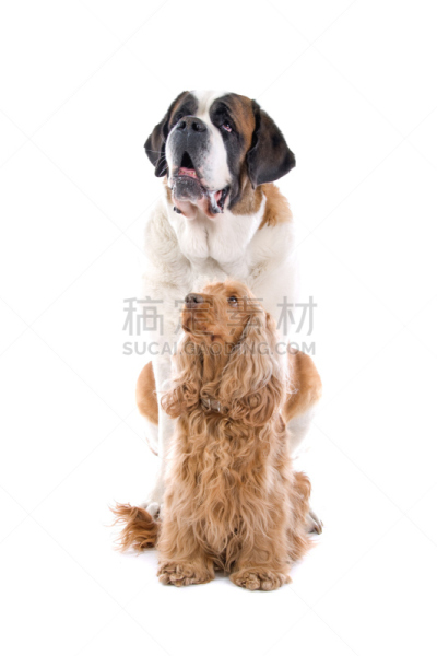 圣伯纳犬,垂直画幅,纯种犬,两只动物,白色背景,坐在地上,背景分离,宠物,彩色图片