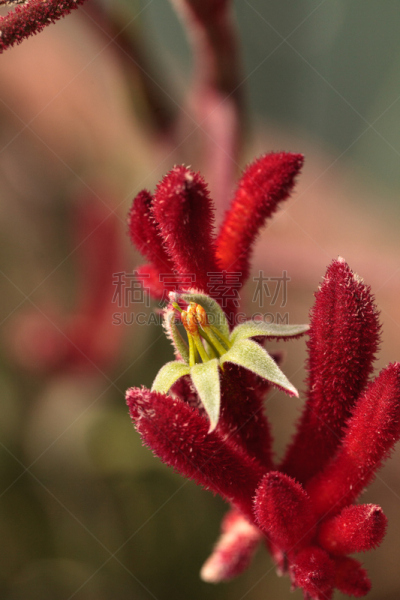 仅一朵花,红色,袋鼠爪花,高大的,黑色,垂直画幅,无人,植物学,园艺,生活方式