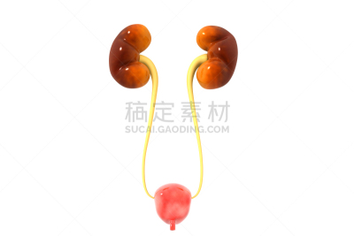 三维图形,人类肾脏,泌尿系统,输尿管,肾上腺,肾脏,尿液,人