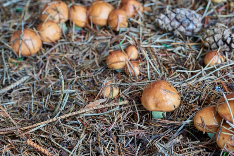 食品,森林,组物体,蘑菇,水平画幅,配方,苔藓,夏天,户外,云杉