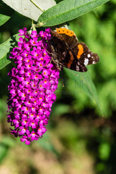 Buddleja Davidii, der Schmetterlingsflieder in vielen tollen Farben erhältlich und gern besucht von Schmetterlingen aller Art