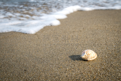 贝壳,沙子,海滩,一个物体,小的,清新,热带气候,泰国,波浪,夏天