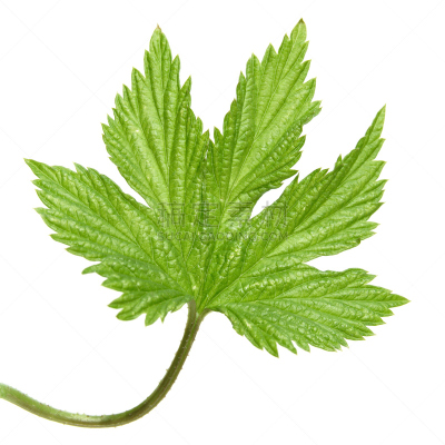 野生植物,叶子,幼小动物,分离着色,自然,酿酒厂,形状,绿色,无人,白色背景
