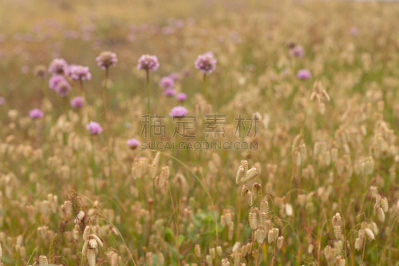 紫色,草,草地,野生植物,地形,褐色,自然纹理,背景,自然,图像