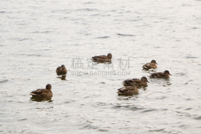 湖,秋天,鸭子,天气,云,野外动物,羊群,水,小鸭子,褐色