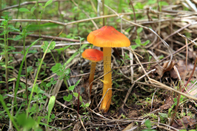 蘑菇,红松,自然,植物,水平画幅,橙色,彩色图片,秋天,无人,摄影