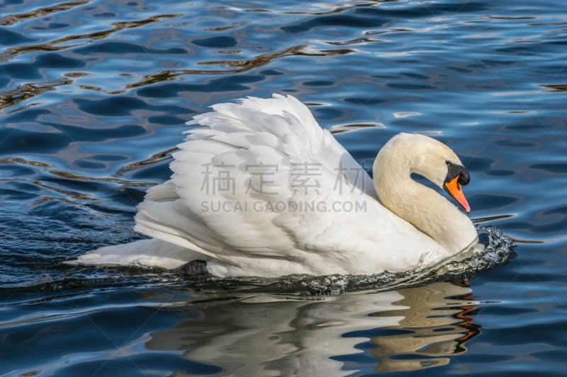 水,湖,天鹅,疣鼻天鹅,伦敦,赫德公园,美,水平画幅,鸟类,英格兰