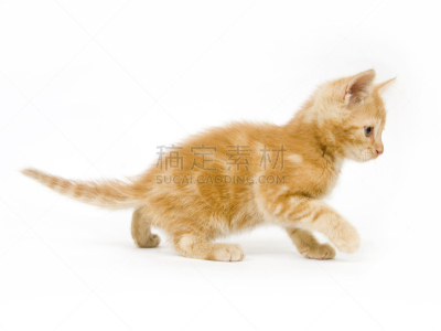 黄色,小猫,进行中,动物扑击,水平画幅,嬉戏的,猫科动物,爪子,动物身体部位,哺乳纲