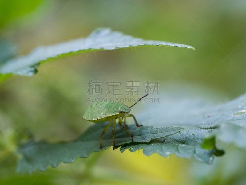 红尾碧蝽,幼虫,盾蝽,欧洲,野生动物,环境,异翅亚目,甲虫,小的,动物