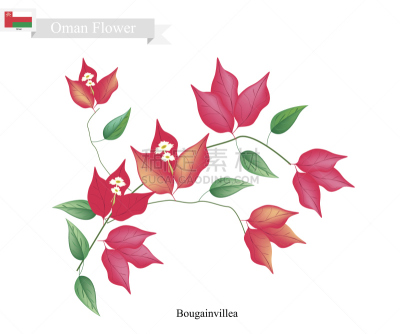 三角梅,仅一朵花,阿曼,红松,纸花,国内著名景点,浪漫,波斯湾,有蔓植物,植物