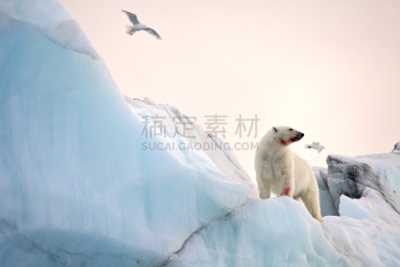 象牙鸥,北极熊,水,水平画幅,雪,爪子,动物身体部位,野外动物,户外,熊