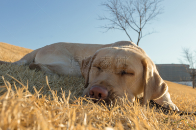 草,拉布拉多犬,黄色,可爱的,公园,狗,金毛拉布拉多猎犬,动物,犬科的,阿灵顿