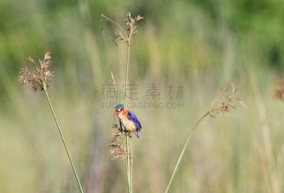 孔雀蓝翠鸟,自然,野生动物,图像,翠鸟,一只动物,野外动物,动物,鸟类,无人