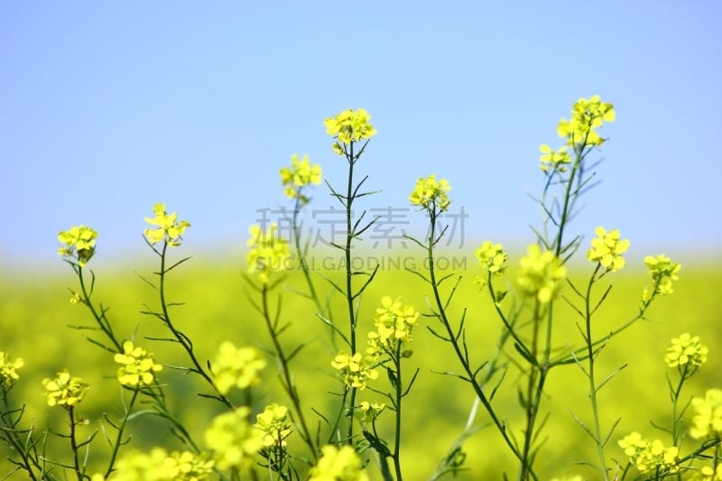 黄色,天空,仅一朵花,诺曼底,自然,草地,非都市风光,水平画幅,无人,蓝色