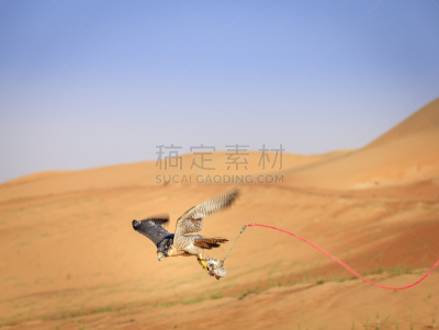 游隼,天空,食肉鸟,水平画幅,沙子,鸟类,动物身体部位,迪拜,培训课,中东