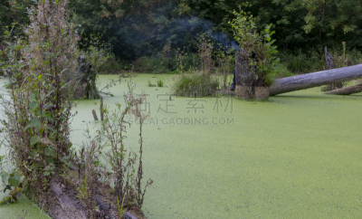 沼泽,森林,藻类,松树,水,美,水平画幅,无人,苔藓,户外
