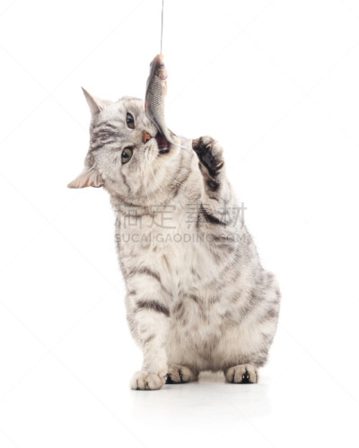 鱼类,猫,动物的鳞,鲤鱼,淡水,渔业,背景分离,食品,灰色,脊椎动物