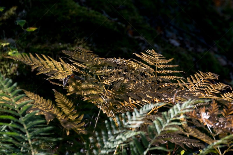 Orlången Nature Reserve