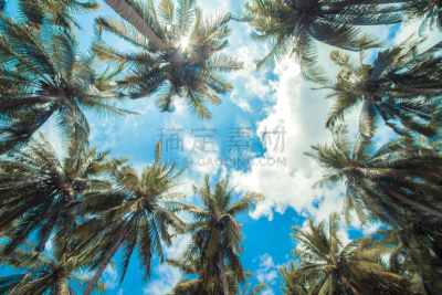 鸡尾酒,棕榈树,水平画幅,沙子,多米尼加人,夏天,户外,巴哈马国,海滩,托投拉岛