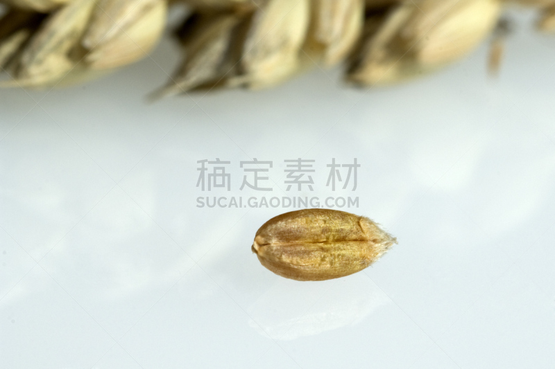 小麦,普通小麦,麦穗,农作物,植物,水平画幅,无人,背景分离,德国,谷类