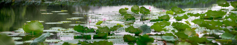 西湖,杭州,风景,莲藕,水,美,公园,荷花,水平画幅,夏天