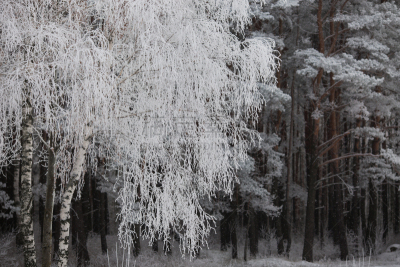 雪,白色,冬天,自然,霜,森林,自然美,察里津区,雾淞,耶稣降生