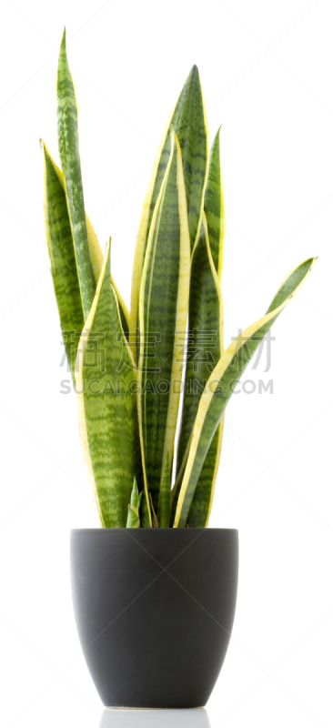 室内植物,虎尾兰,垂直画幅,无人,色彩鲜艳,全景,白色背景,背景分离,明亮,影棚拍摄
