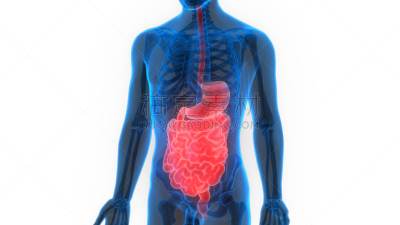 人类消化系统,水平画幅,绘画插图,科学,生物学,痛苦,成年的,食品,有序