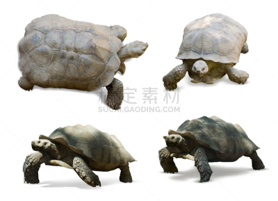 非洲马刺龟,小群动物,龟,合成图像,爬行纲,水平画幅,无人,非洲,组物体,沙漠