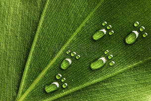 水,叶子,脚印,绿色,掩埋的,小的,水平画幅,纹理效果,无人,湿