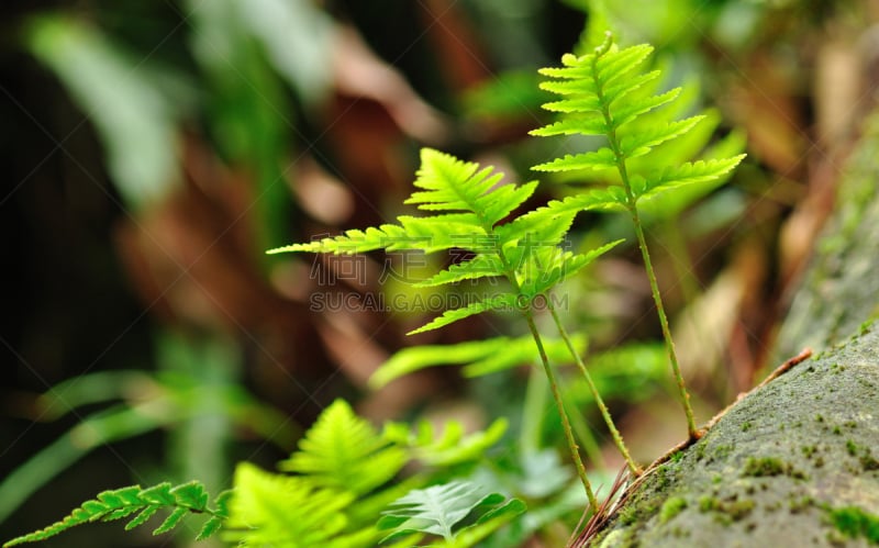 背景,叶子,美,边框,水平画幅,能源,重新造林,黑色边框,早晨,国际生物圈保护区