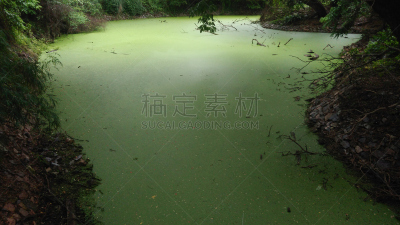 翠湖,无人,自然,格林雷克,湖,背景,图像,水平画幅,印度,森林