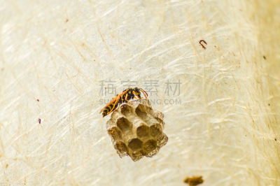 黄蜂,动物的巢,留白,水平画幅,黄蜂巢,无人,动物身体部位,夏天,户外,特写