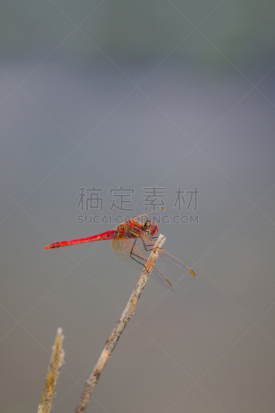长尾蜻蜓,游牧民族,王蜻蜓,复眼,豆娘,蜻蜓,垂直画幅,水,无人,动物身体部位
