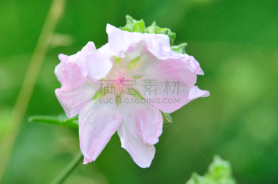 Altea medicinal, or Altea apothecary (lat. Althaéa officinális) is a perennial herb, a species of the Althea genus of the Malvaceae family. Althaea officinalis, or marsh-mallow.