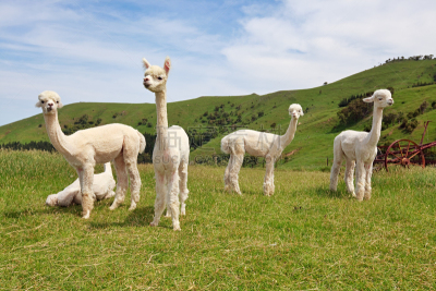 羊驼,akaroa,羊场,美洲驼羊,新西兰坎特伯雷地区,天空,水平画幅,注视镜头,山,无人