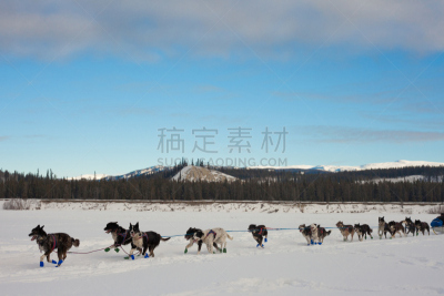 狗,动物雪车,团队,狗拉雪橇驾驶员,水平画幅,雪,忙碌,户外,哺乳纲,运动