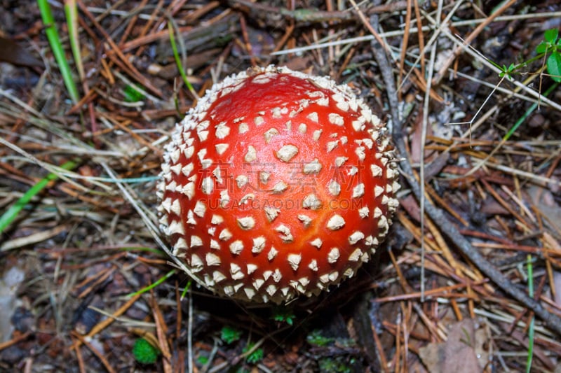 Setas de otoño en su habitat natural. Boletus Edulis, Amanita Muscaria, Panaleolus. Bosque en España, Europa.