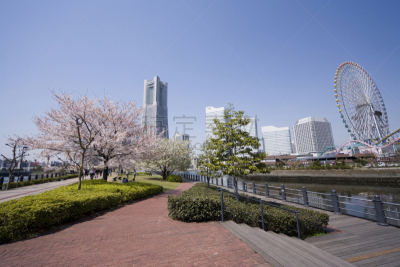 横滨高速铁路,欧洲赤松,樱桃,横滨,花见节,水平画幅,地形,樱花,无人,建筑结构