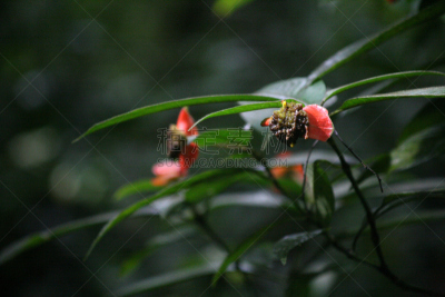 天使瀑布,自然,委内瑞拉,卡奈玛湖,旅游目的地,水平画幅,地形,无人,意大利,户外