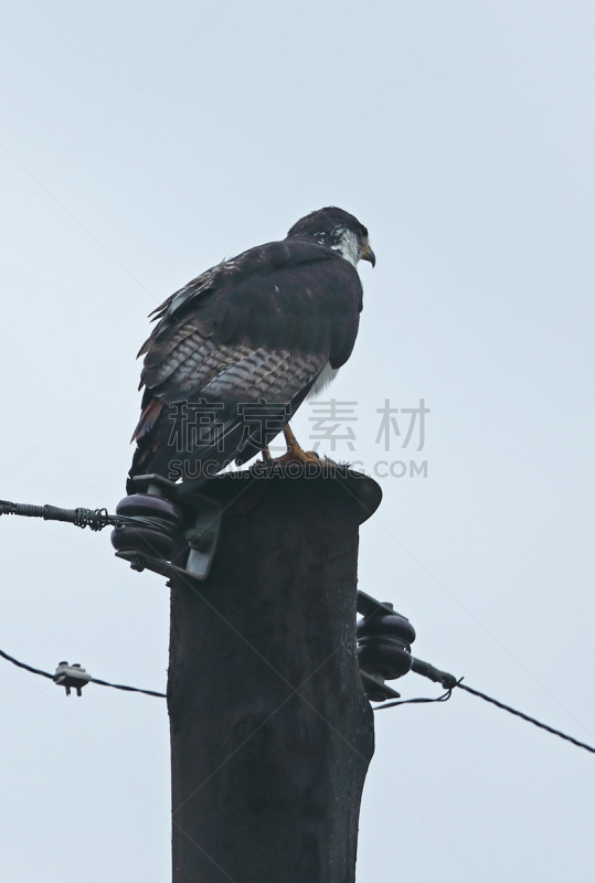 占卜狂鸟,自然,非洲,垂直画幅,野生动物,热带气候,图像,自然公园,一只动物,老鹰