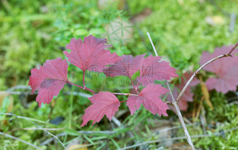 秋天,嫩枝,荚莲属,玫瑰,五福花家人,川绿断目,红色,植物,水平画幅,彩色图片