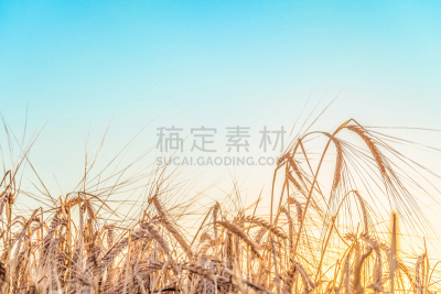 农业,熟的,自然美,夏天,自然,白昼,裸麦,日光,明亮,背景聚焦