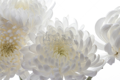 菊花,自然美,白色,自然,芳香的,黄色,季节,图像,花瓣,清明节