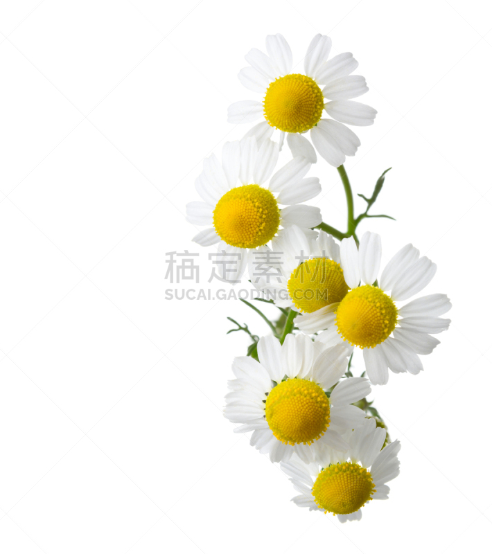 甘菊,白色背景,分离着色,甘菊花,调味品,花茶,垂直画幅,美,留白