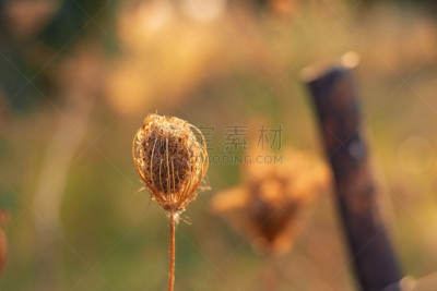 干的,特写,queen annes lace,对称,鞋带,希腊,干花,死亡的植物,蓟,植物